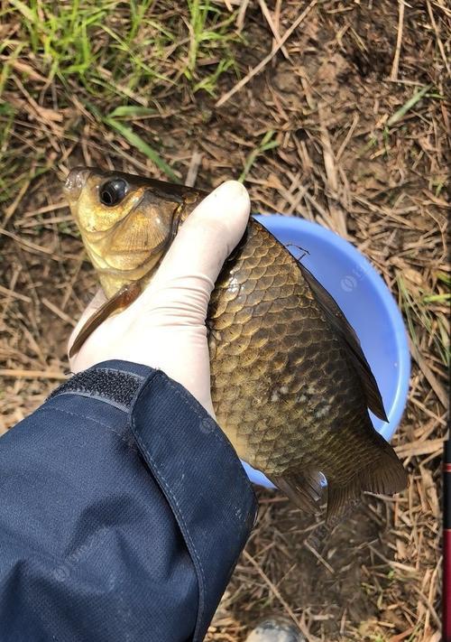 干枯草堆钓鱼技巧教程？如何提高钓鱼成功率？  第1张