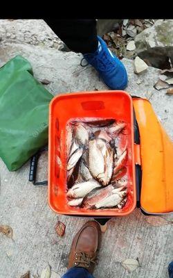 干小麦钓鱼正确方法和技巧是什么？如何提高钓鱼效率？  第2张