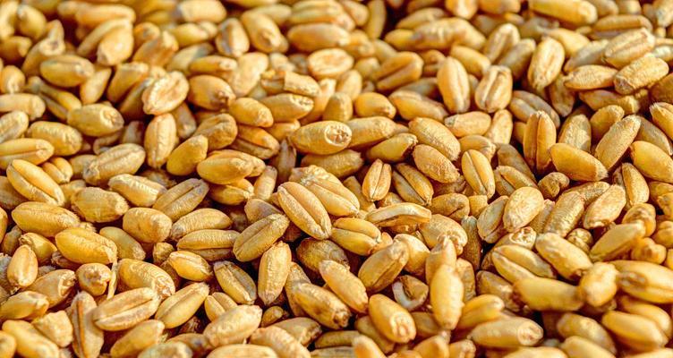 干小麦钓鱼正确方法和技巧是什么？如何提高钓鱼效率？  第3张