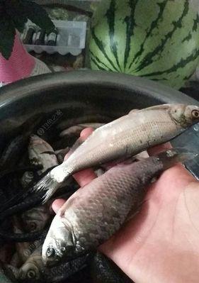 刚入秋如何野钓鲫鱼？掌握哪些技巧能提高成功率？  第2张