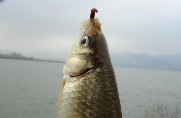 河里钓鱼配料技巧是什么？如何根据季节变化调整？  第3张