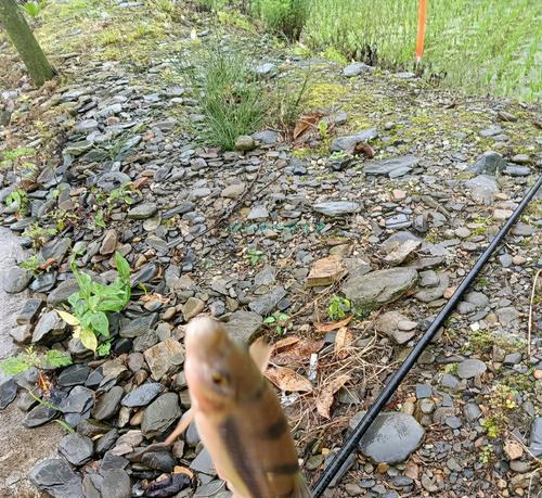 河里钓鱼取水养鱼技巧有哪些？如何正确取水养鱼？  第2张
