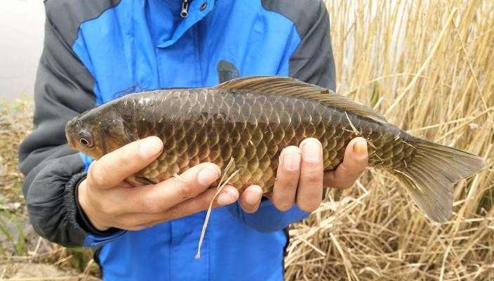 河里钓鱼收获技巧和方法是什么？如何提高钓鱼效率？  第1张