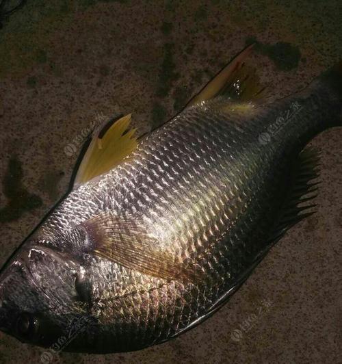 河里红虫钓鱼技巧有哪些？如何提高钓鱼成功率？  第2张