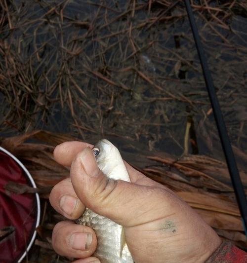 河里红虫多钓鱼技巧？如何利用红虫提高钓鱼成功率？  第3张