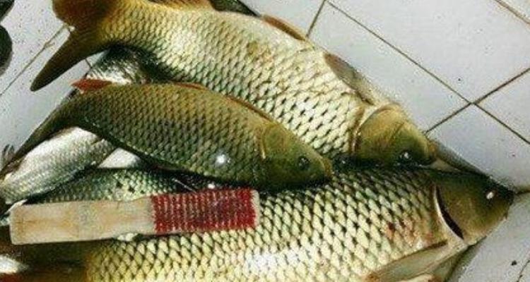 河里流水钓鲤鱼的技巧和方法是什么？如何提高钓鲤鱼的成功率？  第2张