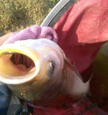 河里流水钓鲢鳙技巧有哪些？如何提高钓鲢鳙的成功率？  第2张