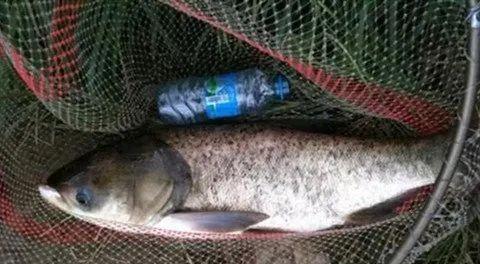 河里流水钓鲢鳙技巧有哪些？如何提高钓鲢鳙的成功率？  第3张