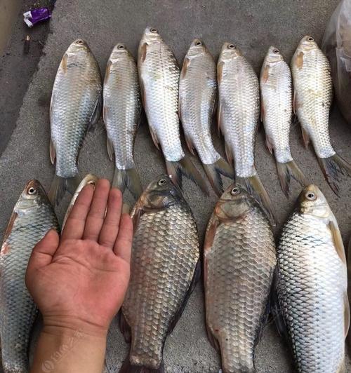 河里流水钓柳叶鳊技巧是什么？如何提高钓柳叶鳊的成功率？  第2张