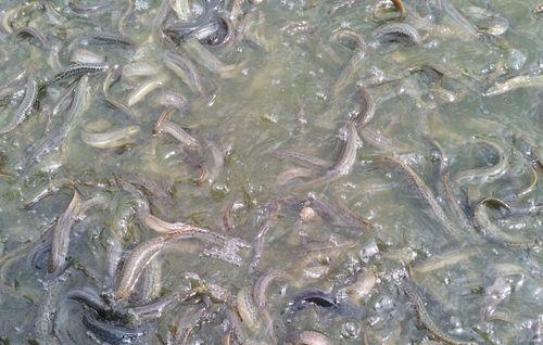 河里泥鳅钓鱼方法和技巧是什么？如何提高钓鱼效率？  第2张