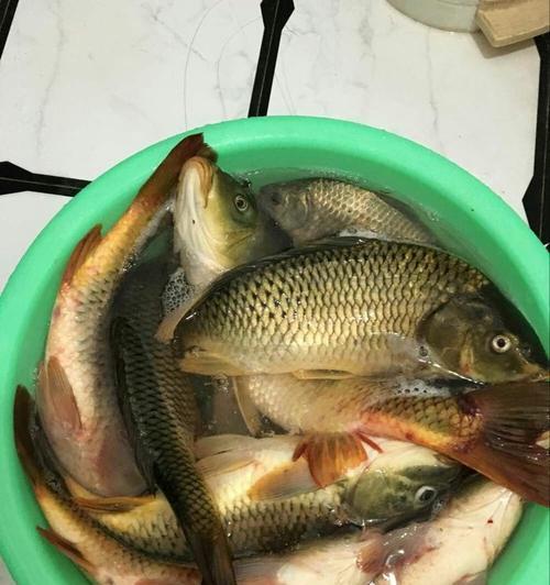 河里抛竿钓鲤鱼方法技巧是什么？如何提高钓鲤鱼的成功率？  第3张