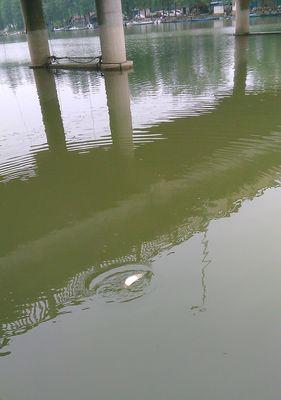 河里浅水钓鱼技巧有哪些？如何提高钓鱼成功率？  第1张