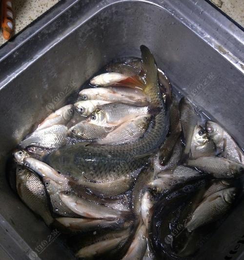 河里台钓钓鲫鱼技巧有哪些？如何提高钓鲫鱼的成功率？  第3张