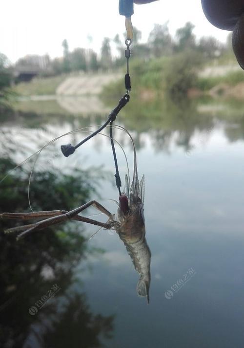 河里虾钓鱼技巧有哪些？如何提高钓虾成功率？  第3张