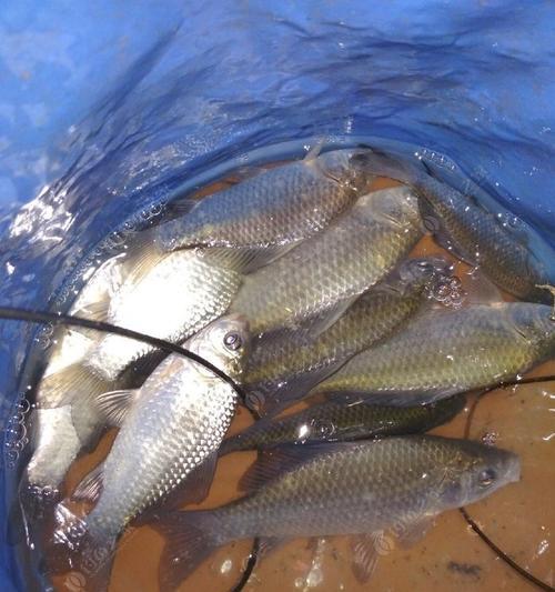 河里野钓鲫鱼技巧有哪些？饵料搭配如何选择？  第1张