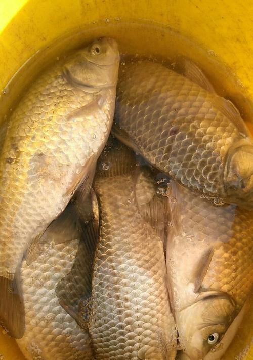 河里野钓鲫鱼技巧拉饵有哪些？如何提高拉饵钓鲫鱼的成功率？  第1张