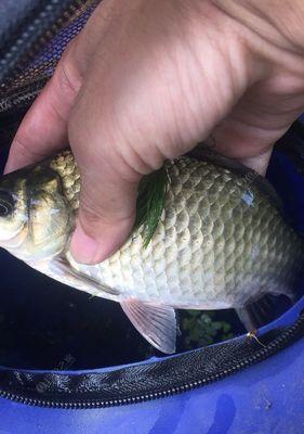 河里野钓鲫鱼技巧拉饵有哪些？如何提高拉饵钓鲫鱼的成功率？  第3张