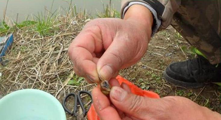 河里野钓青鱼技巧有哪些？如何提高钓获率？  第3张