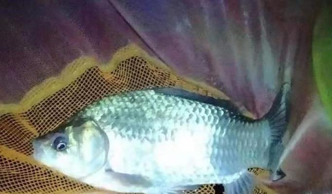 河里夜钓鲫鱼技巧有哪些？如何提高夜钓鲫鱼的成功率？  第3张