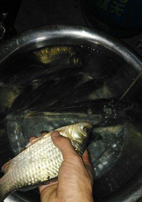 河里夜钓鲤鱼技巧及方法是什么？如何提高夜钓鲤鱼的成功率？  第3张