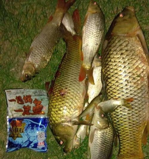 河里夜间钓鱼技巧有哪些？如何提高夜间钓鱼的成功率？  第1张
