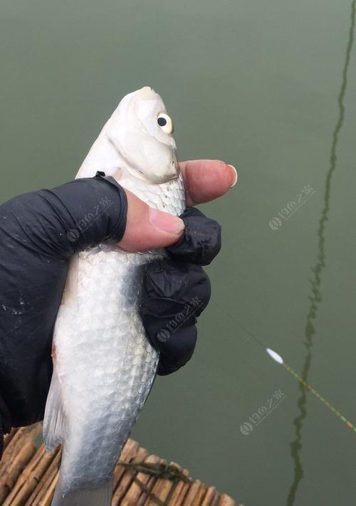 河里阴天钓鱼技巧是什么？如何提高阴天钓鱼的成功率？  第3张