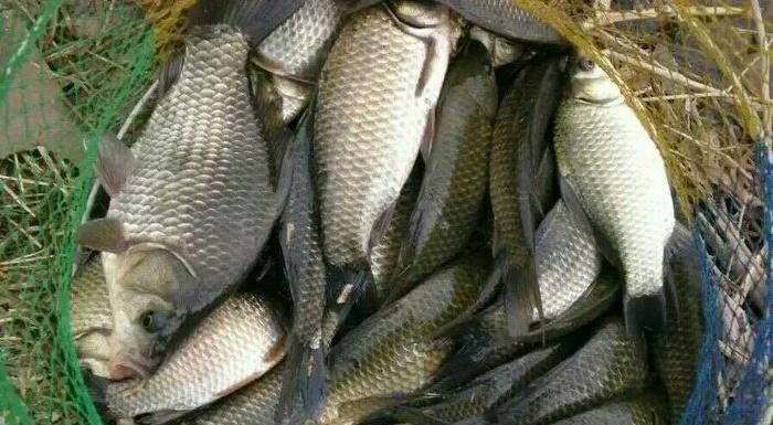 河里涨水时如何野钓鲤鱼？有哪些技巧可以提高成功率？  第3张
