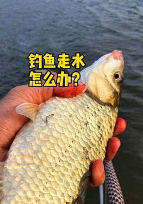 河里走水钓鱼技巧有哪些？如何提高钓鱼成功率？  第1张