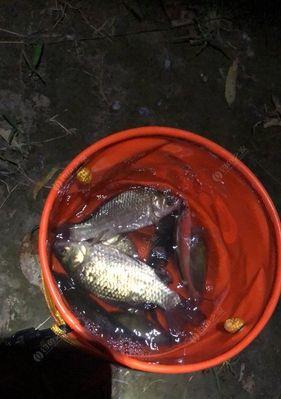 河里走水夜钓钓鱼技巧有哪些？如何提高夜钓成功率？  第2张