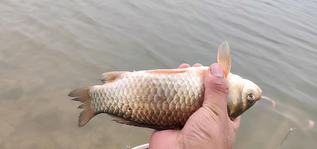 河流垂钓鲫鱼技巧有哪些？如何提高鲫鱼的上钩率？  第2张