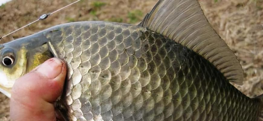 河流垂钓鲫鱼技巧教程？如何提高钓鲫鱼的成功率？  第2张