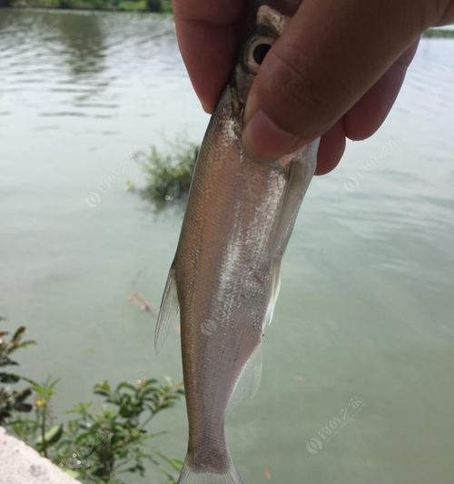 河流垂钓翘嘴技巧有哪些？如何提高垂钓翘嘴的成功率？  第3张