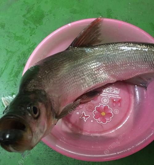 河流垂钓翘嘴技巧教学？如何提高垂钓翘嘴的成功率？  第2张