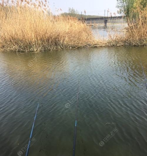 河流钓鱼的技巧教程？如何提高河流钓鱼的成功率？  第2张