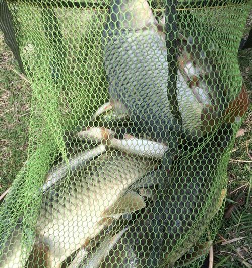 河流钓鱼技巧有哪些？最佳饵料选择是什么？  第1张