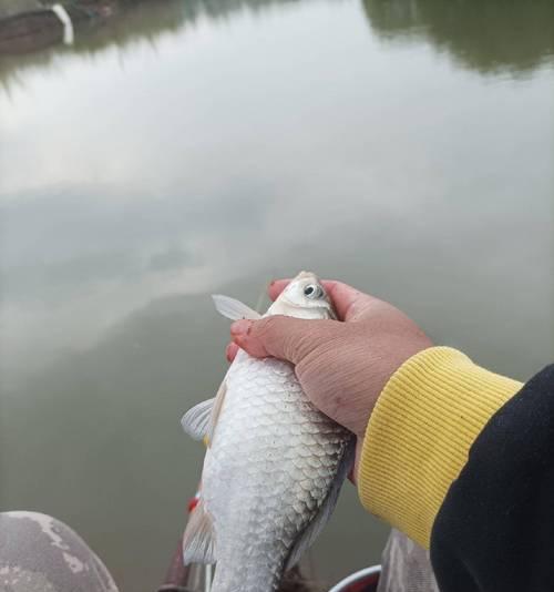 河流钓鱼如何打窝技巧？有效提高钓鱼成功率的方法是什么？  第2张
