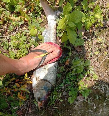 河流里流水钓鲢鳙技巧是什么？如何提高钓鲢鳙的成功率？  第2张