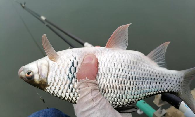 河流台钓调漂技巧有哪些？如何应对不同水流条件？  第2张