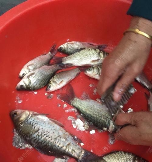 河流野钓鲫鱼技巧有哪些？如何提高钓鲫鱼的成功率？  第3张