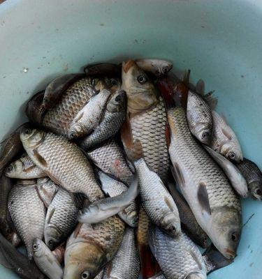 河流野钓鲤鱼方法技巧有哪些？如何提高钓鲤鱼的成功率？  第1张
