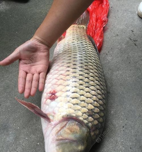 河流野钓鲤鱼方法技巧有哪些？如何提高钓鲤鱼的成功率？  第2张
