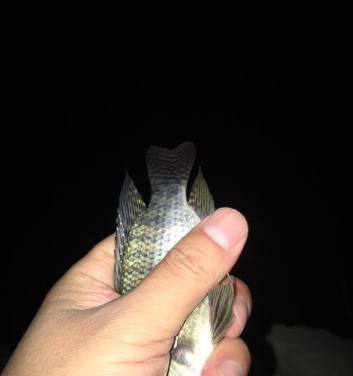 河流夜钓技巧及方法有哪些？如何提高夜钓成功率？  第3张
