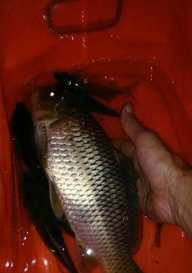 河流夜钓技巧及方法有哪些？如何提高夜钓成功率？  第2张