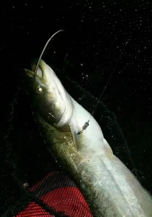 河流夜钓鱼技巧有哪些？如何提高夜间钓鱼的成功率？  第1张