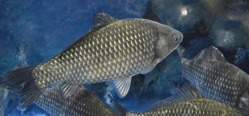 河南野钓大鲫鱼技巧有哪些？如何提高钓获率？  第2张
