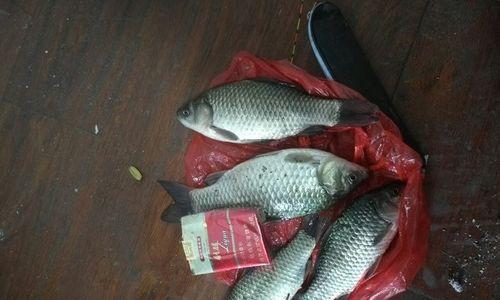 河南野钓大鲫鱼技巧有哪些？如何提高钓获率？  第3张