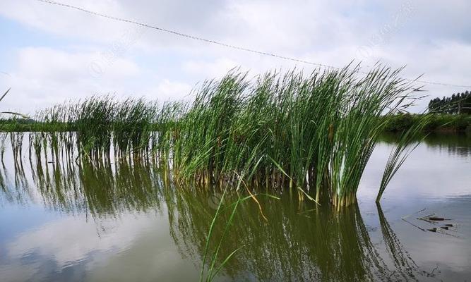 河南油田鱼塘钓鱼技巧有哪些？如何提高钓鱼成功率？  第1张