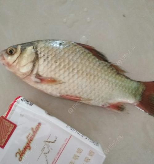河南周口夏季钓鱼技巧有哪些？适合的饵料是什么？  第3张
