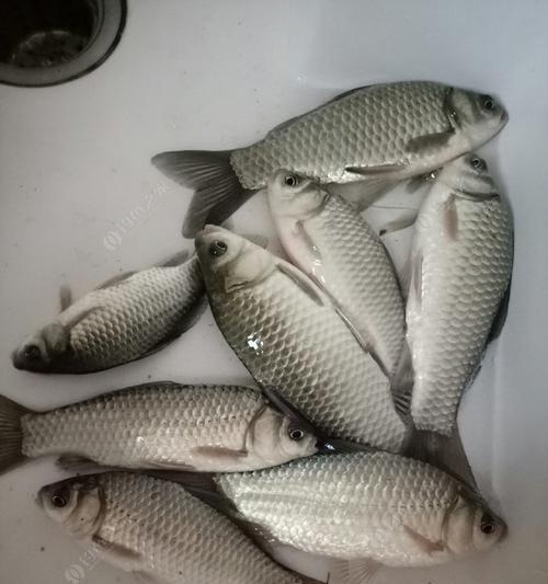 河内流水钓鲫鱼方法和技巧是什么？如何提高钓鲫鱼的技巧？  第2张