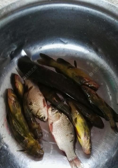 河蚯蚓钓鱼技巧有哪些？如何提高使用河蚯蚓的钓鱼成功率？  第3张
